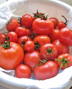 ripe-red-tomatoes