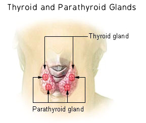 thyroid_parathyroid